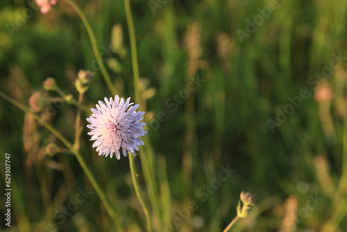 Pink flower among green grass