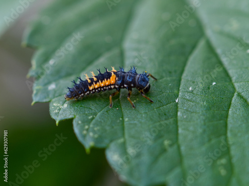 Orange blue black larva of Asian ladybird Harmonia axyridis on green leaf