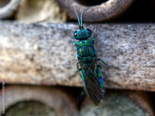 Blue-green wasp Chrysis ignita sitting on a wooden insect house photo