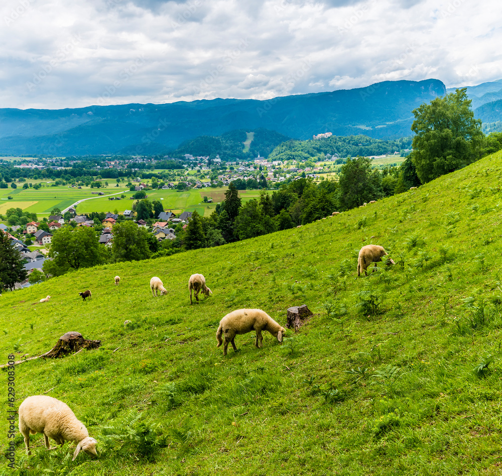 A view of sheep grazing on the hillside above the village of Zasip near Bled, Slovenia in summertime