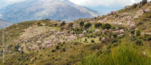 Almond trees in bloom near Trevelez, Granadan Alpujarra, Spain photo