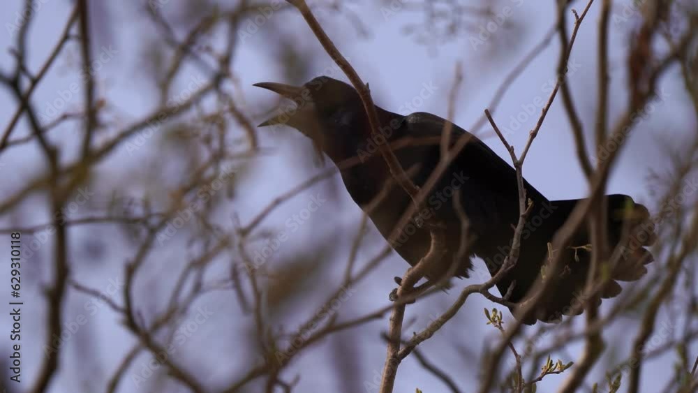 A rook (Corvus frugilegus) shouting in the top of a tree