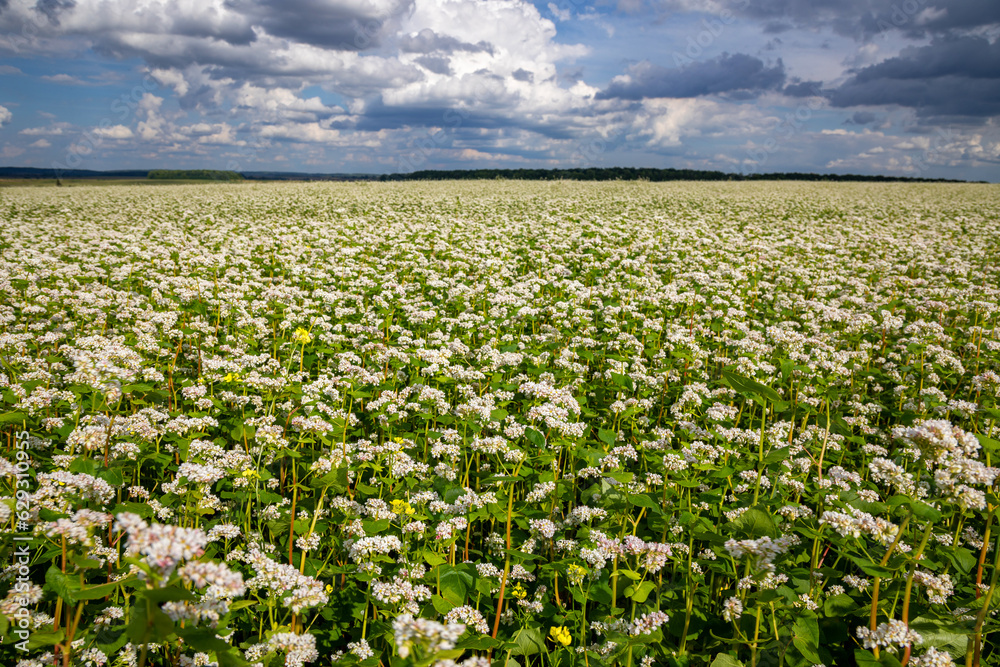 Fields with flowering buckwheat on a sunny day. Blooming harvest in the fields. Fields with flowering buckwheat on a sunny day. Blooming harvest in the fields.