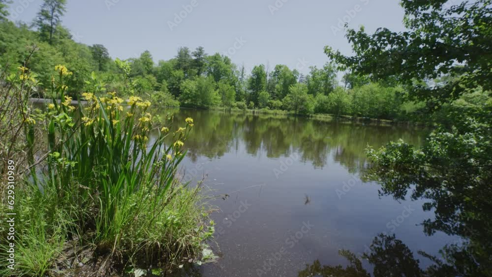 Tilt down on yellow flowers along pond in Pennsylvania forest in summer on blue sky day Tilt down on yellow flowers along pond in Pennsylvania forest in summer on blue sky day