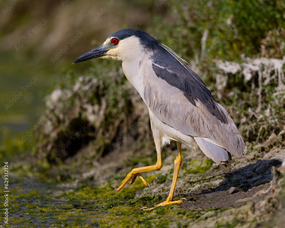 Black-crowned night heron, seen in the wild in a North California marsh Black-crowned night heron, seen in the wild in a North California marsh