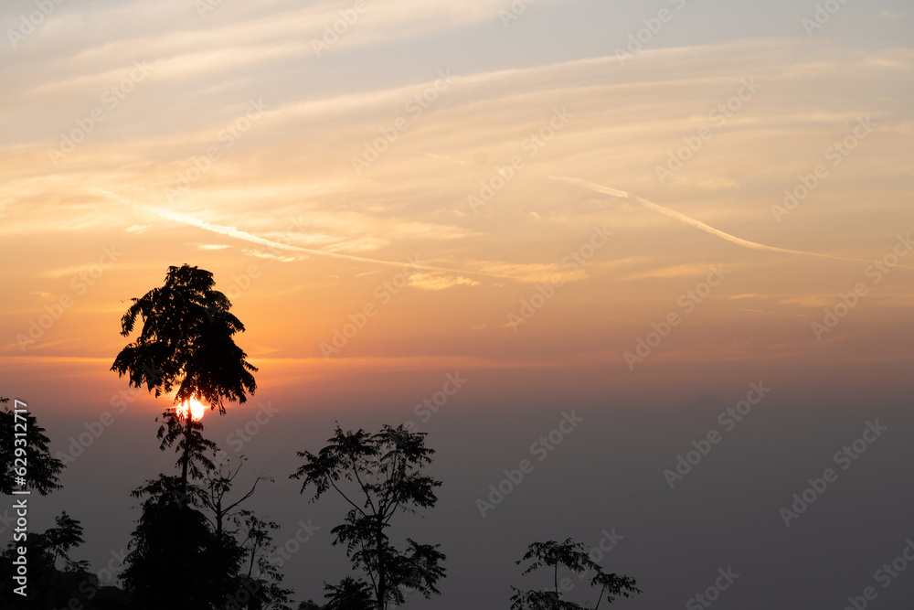 Tree silhouette and sunrise