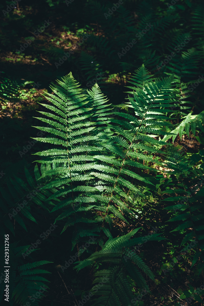 Ferns leaves is growing in forest in sunlight. Vertical photo. Decorative foliage isolated on black background. Dramatic view of green leaf. Dark tropical woods in wild nature. Beauty in nature