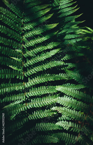 Ferns leaves is growing in forest in sunlight. Vertical photo. Decorative foliage isolated on black background. Dramatic view of green leaf. Dark tropical woods in wild nature. Beauty in nature