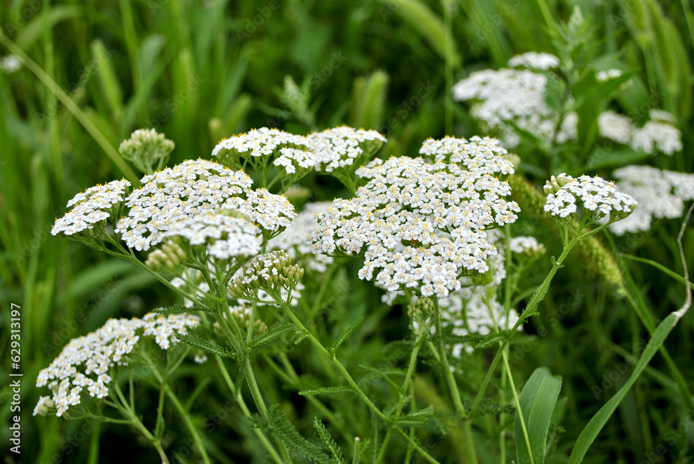 Fototapeta premium flowers on grass