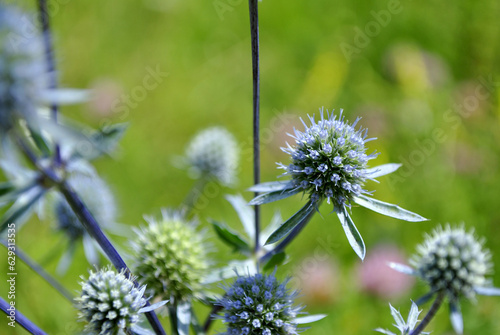 flower of a thistle © Dmytro