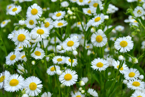 field of daisies © Dmytro