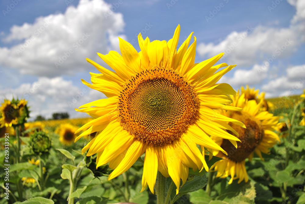 field of sunflowers