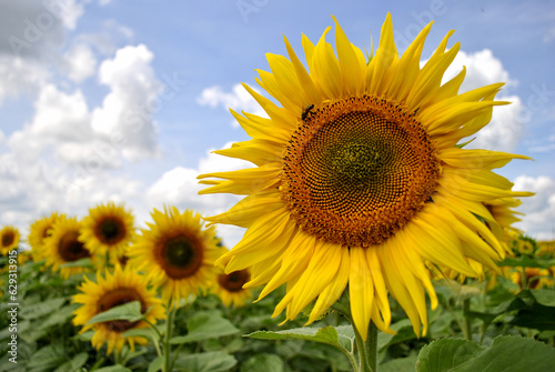 sunflower field in the summer