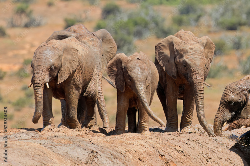 Fototapeta premium Young African elephants (Loxodonta africana) playing in mud, Addo Elephant National Park, South Africa.