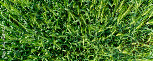 Wheat farming landscape of Bangladesh. Green grain wheat field in South Asia. Close up of wheat grains.