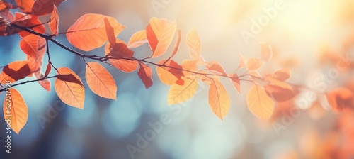 Autumn colorful leaves on the branch. Fall background.