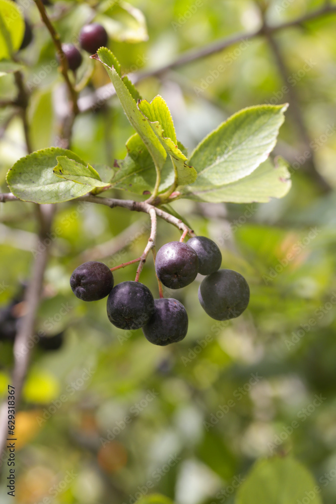 Aronia berry bush - superfruit that boosts your body’s immune system to combat stress-related diseases, close up Aronia berry bush - superfruit that boosts your body’s immune system to combat stress-related diseases, close up