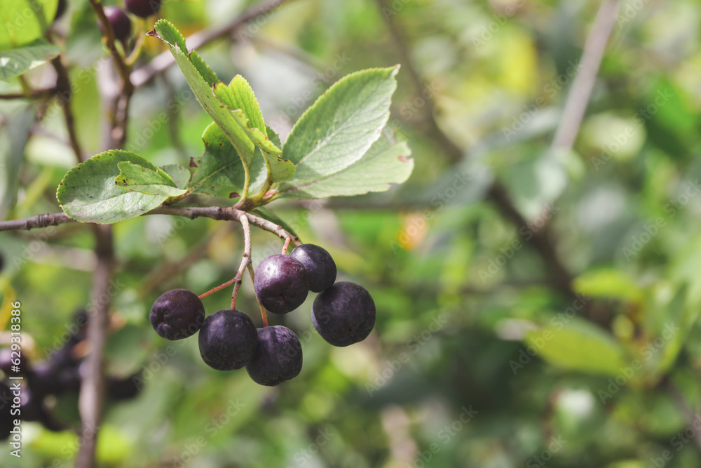 Aronia berry bush - superfruit that boosts your body’s immune system to combat stress-related diseases, close up Aronia berry bush - superfruit that boosts your body’s immune system to combat stress-related diseases, close up