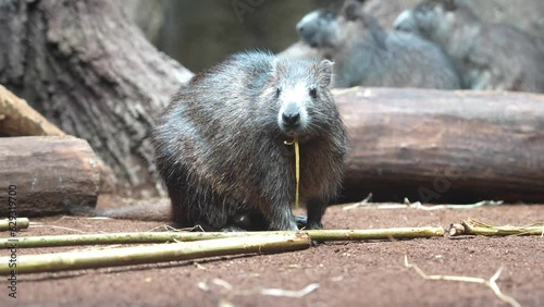 Common Rock Hyrax - Procavia capensis, small mammal from African hillls and mountains, Namibia.