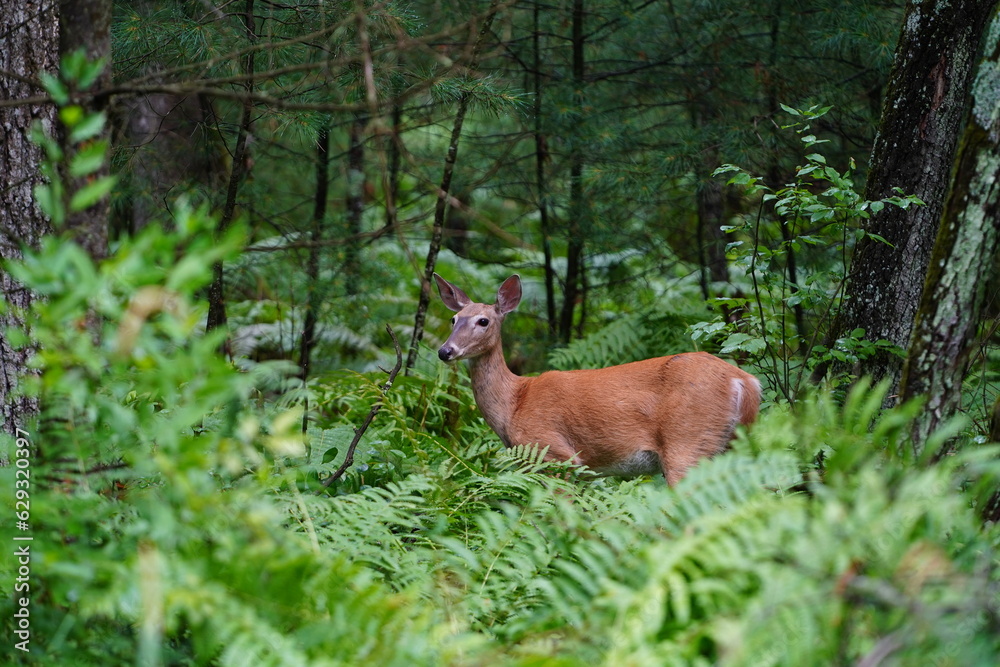 Whitetail female doe adult deer hanging out in the forest. Whitetail female doe adult deer hanging out in the forest.