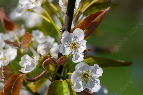 Pyrus pyrifolia asian pear white tree flowers in bloom, nashi flowering branches photo