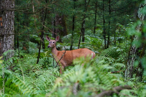 Fototapeta Naklejka Na Ścianę i Meble -  Whitetail female doe adult deer hanging out in the forest.