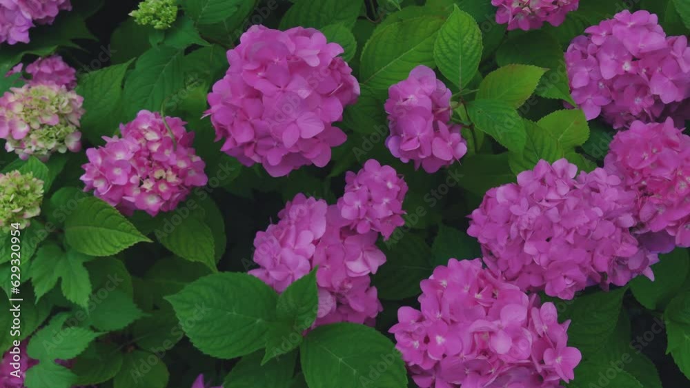 Bushes of purple and pink hydrangea flowers. Growing beautiful hydrangea. Bushes of purple and pink hydrangea flowers. Growing beautiful hydrangea.