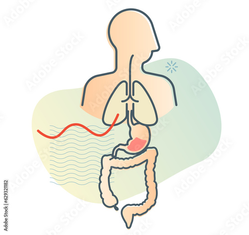 Human Body - Lungs Stomach and Intestine - Stock Illustration