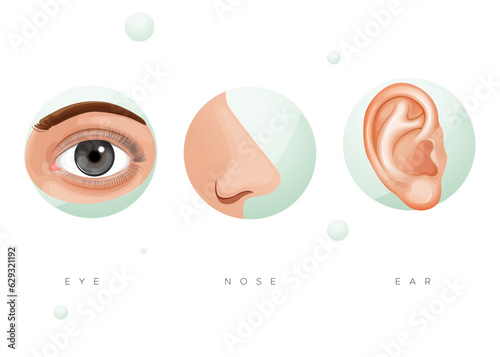 Human Face Parts - Ears, Nose, Eyes - Stock Illustration
