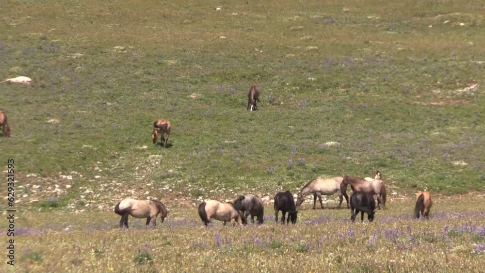 Wild Horses in Summer in the Pryor Mountains Wild Horses in Summer in the Pryor Mountains