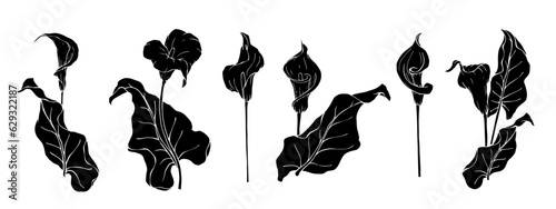 Set of silhouettes of calla flowers and leaves. Vector graphics.
