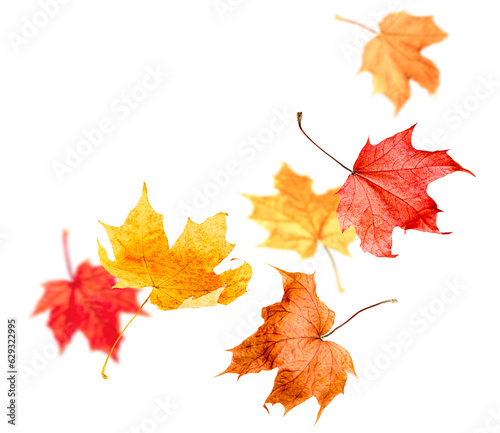 falling autumn maple leaves on a white isolated background
