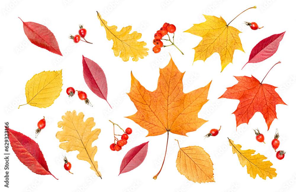 collection from various autumn leaves and berries on a white isolated background collection from various autumn leaves and berries on a white isolated background