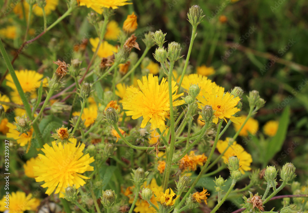 Picris hieracioides grows in the field like a weed Picris hieracioides grows in the field like a weed