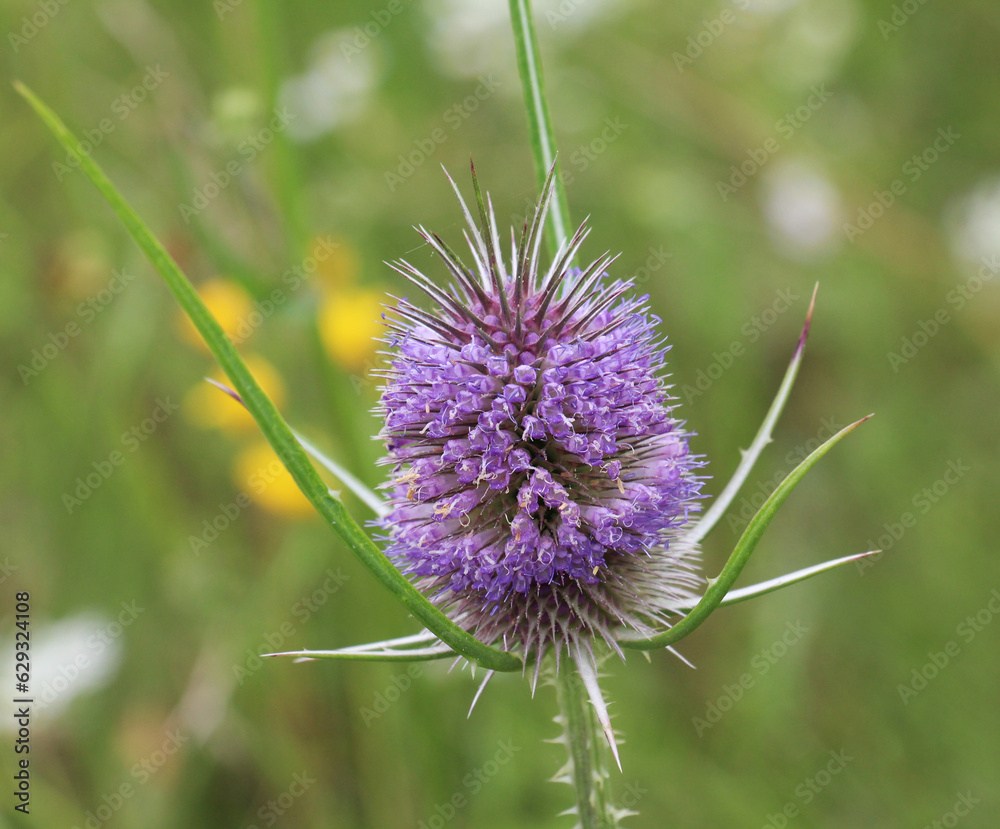 Dipsacus grows in nature