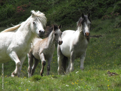 Wildpferde im Pitztal