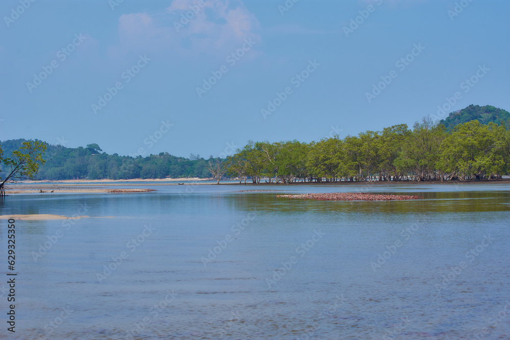 mangrove tree river in thailand