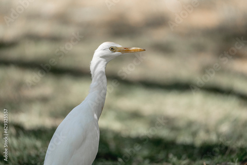 white heron bird close up