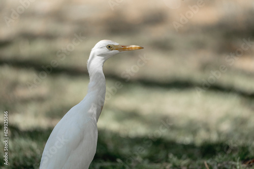 White heron bird close up head