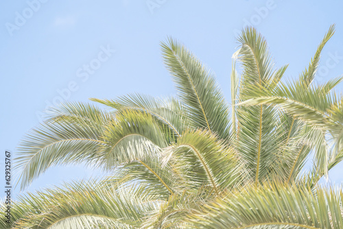 Beautiful palm tree tropical feel with soft colours