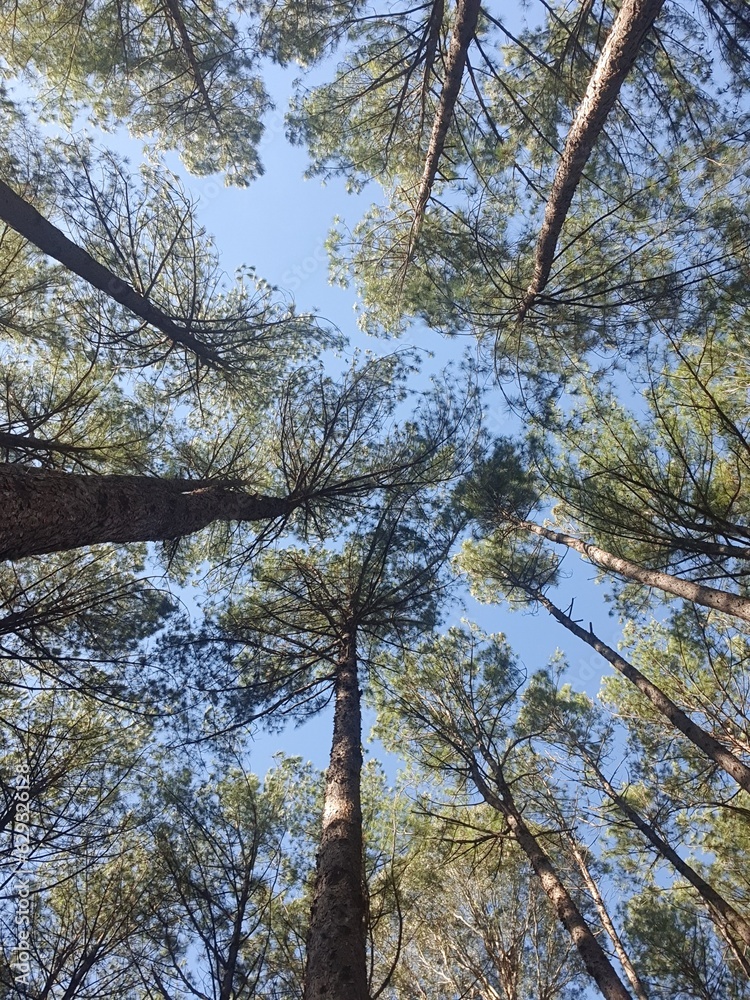 Fototapeta premium Trees in the blue sky