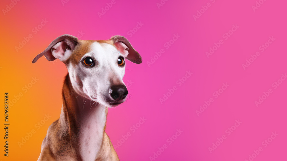 Advertising portrait, banner, looking straight greyhound dog, ears down, mysterious look, isolated on yellow-pink background. High quality illustration