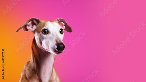 Advertising portrait  banner  looking straight greyhound dog  ears down  mysterious look  isolated on yellow-pink background. High quality illustration