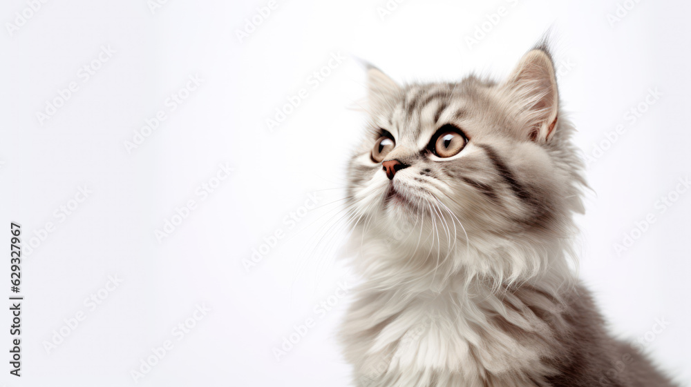 Advertising portrait, banner, fluffy wool gray white cat looks surprised to the left, isolated on white neutral background. High quality illustration