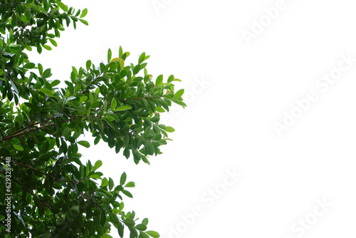 green tree with leaves on a transparent background