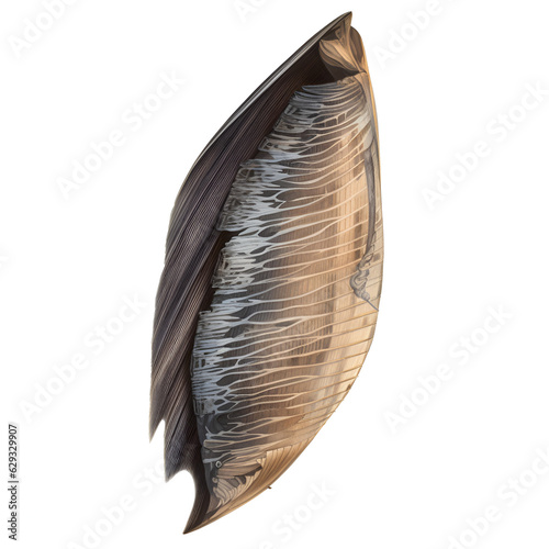 feather on a white background