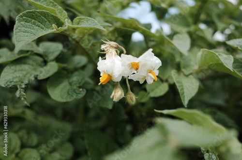 potato flower