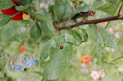 ladybug on the leaf photo
