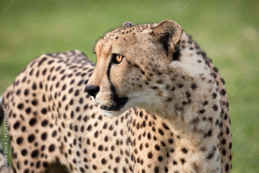 Cheetah at etosha national Park, Namibia Cheetah at etosha national Park, Namibia