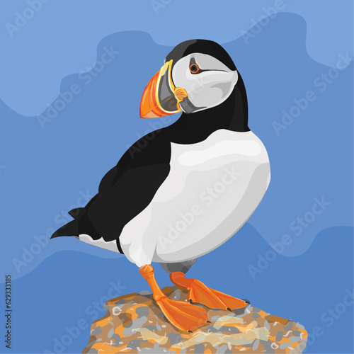Puffin bird vector illustration isolated on blue background. Realistic Style Design